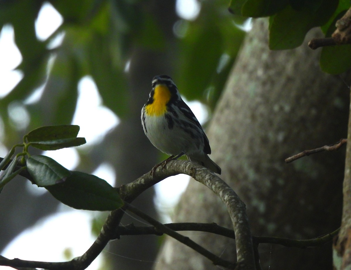 Yellow-throated Warbler - ML646716635