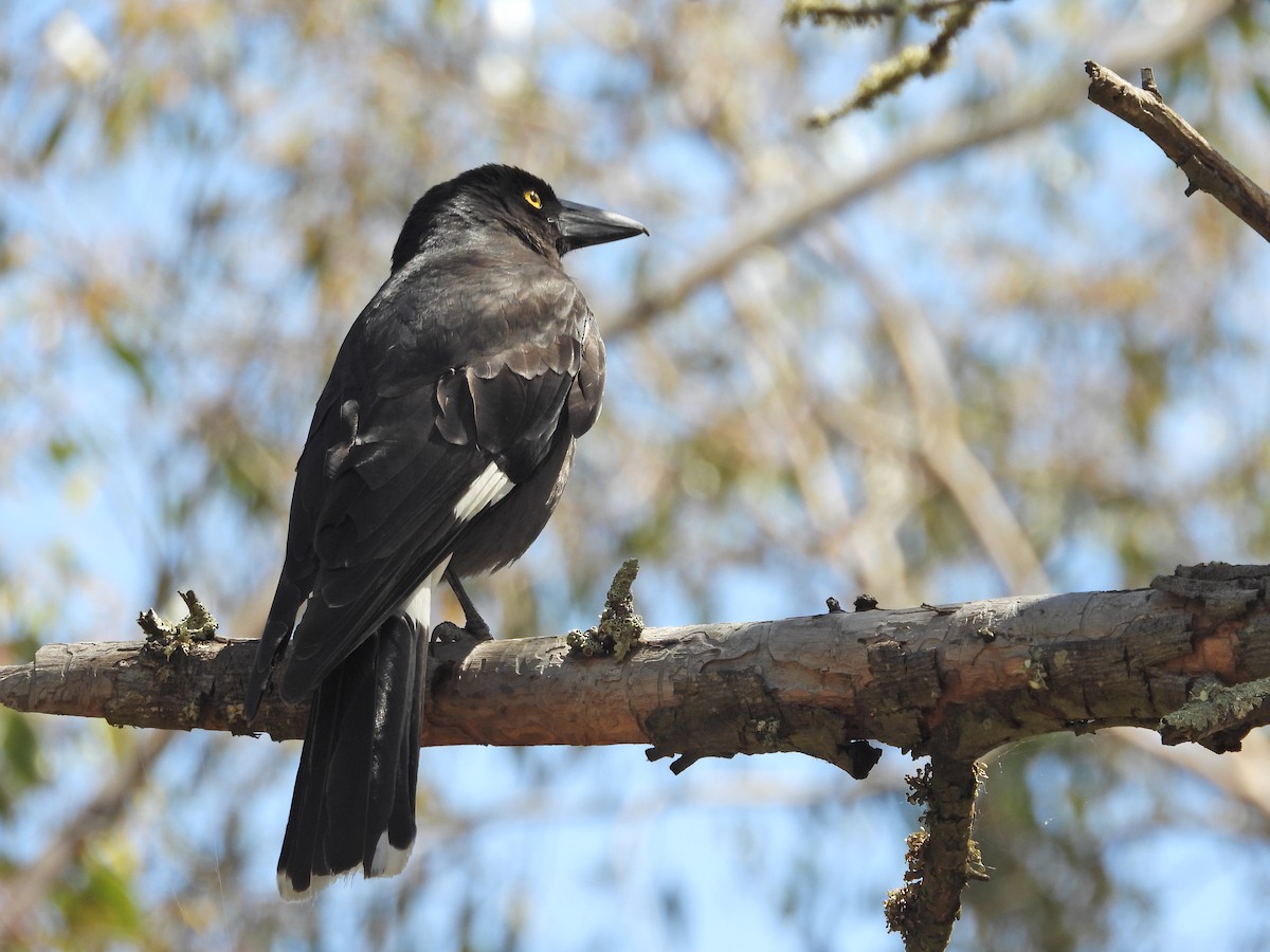 Verdugo Pío - ML646716641
