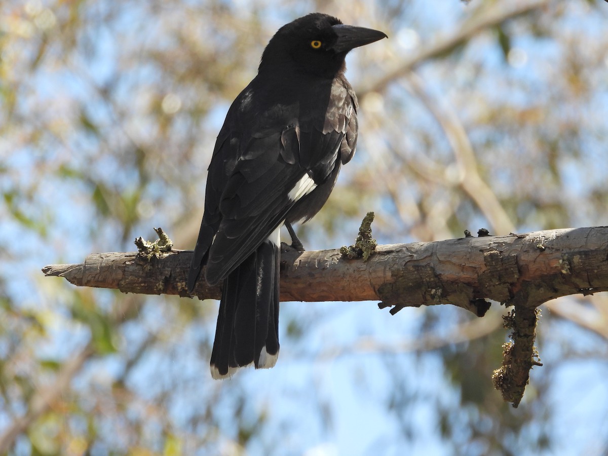 Verdugo Pío - ML646716650