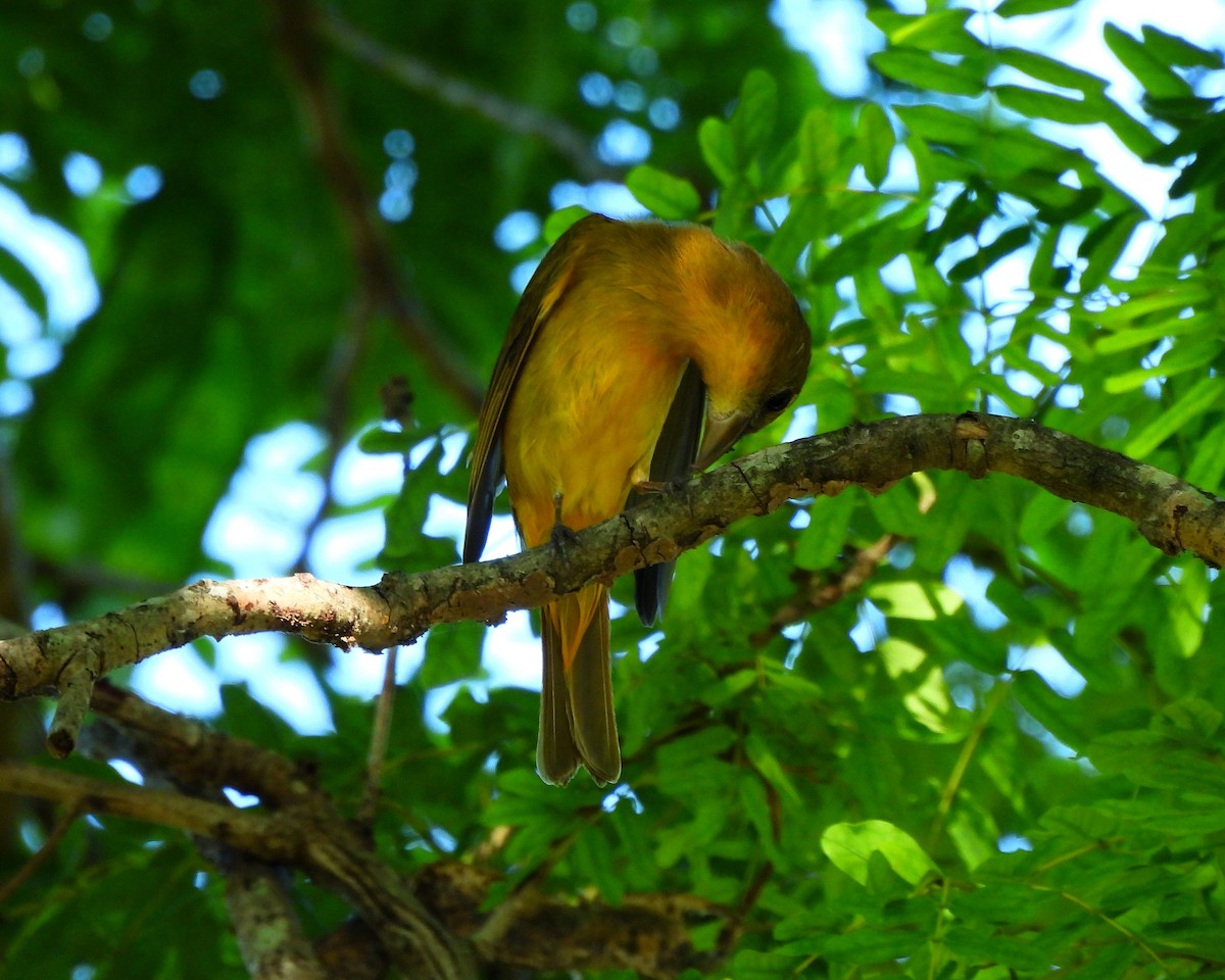 Summer Tanager - ML646716653