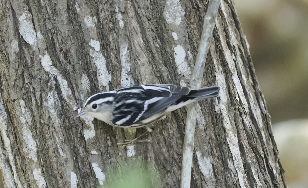 Black-and-white Warbler - ML646716655