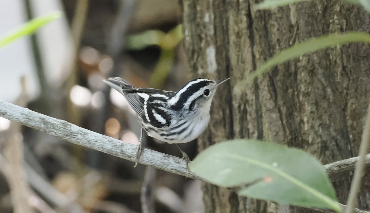 Black-and-white Warbler - ML646716656
