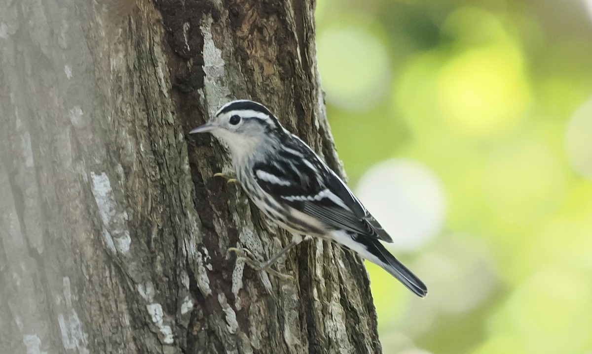 Black-and-white Warbler - ML646716657