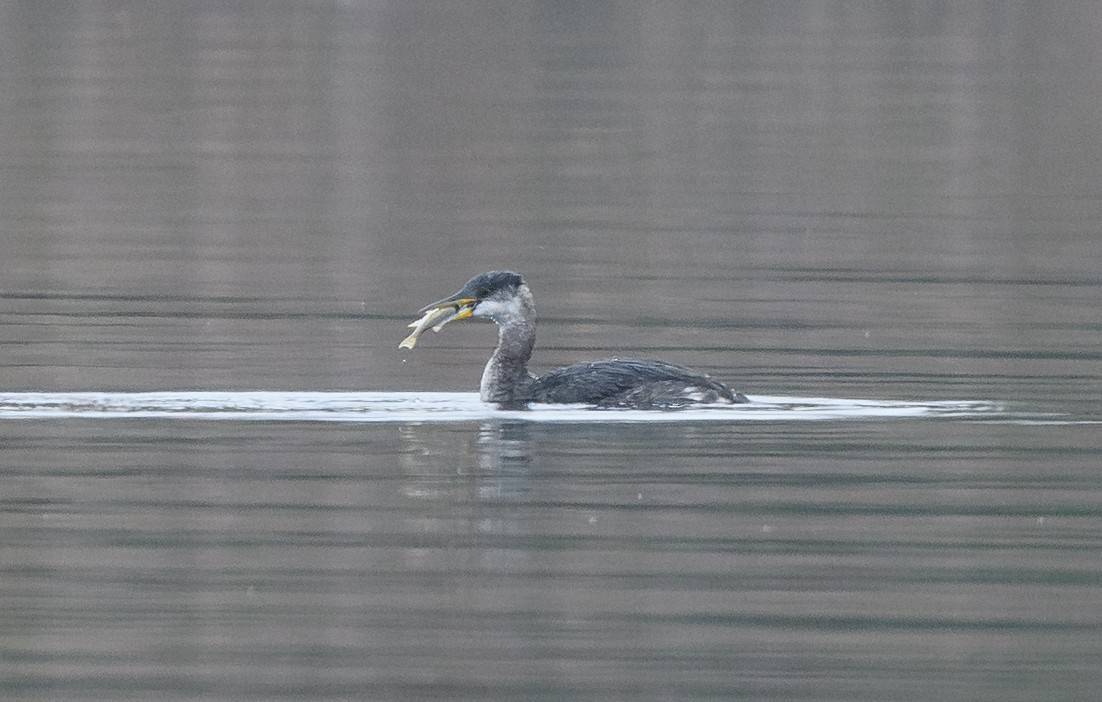 Murgil lepagorria - ML646716658