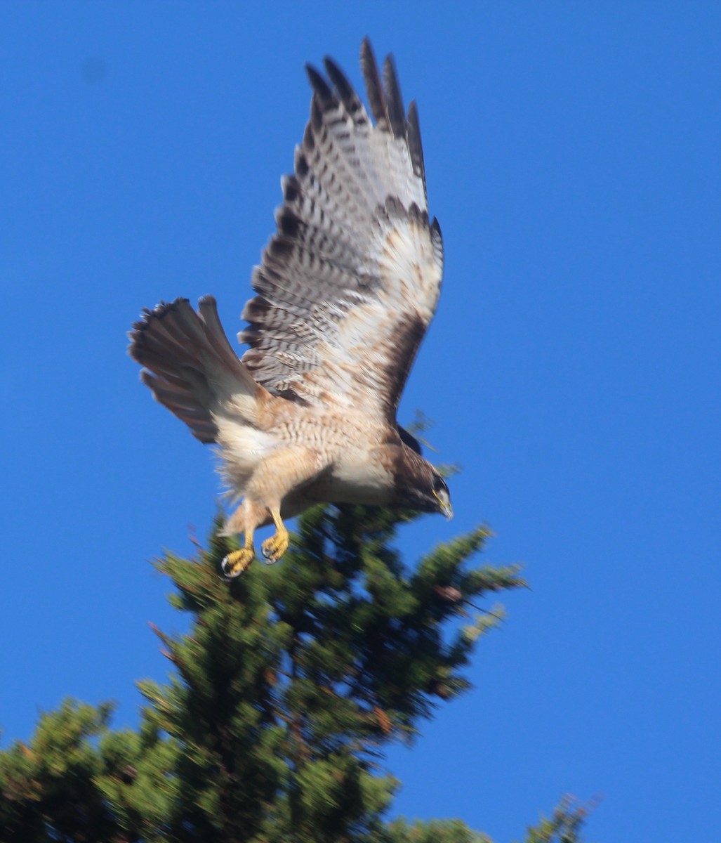 Buse à queue rousse - ML646716659