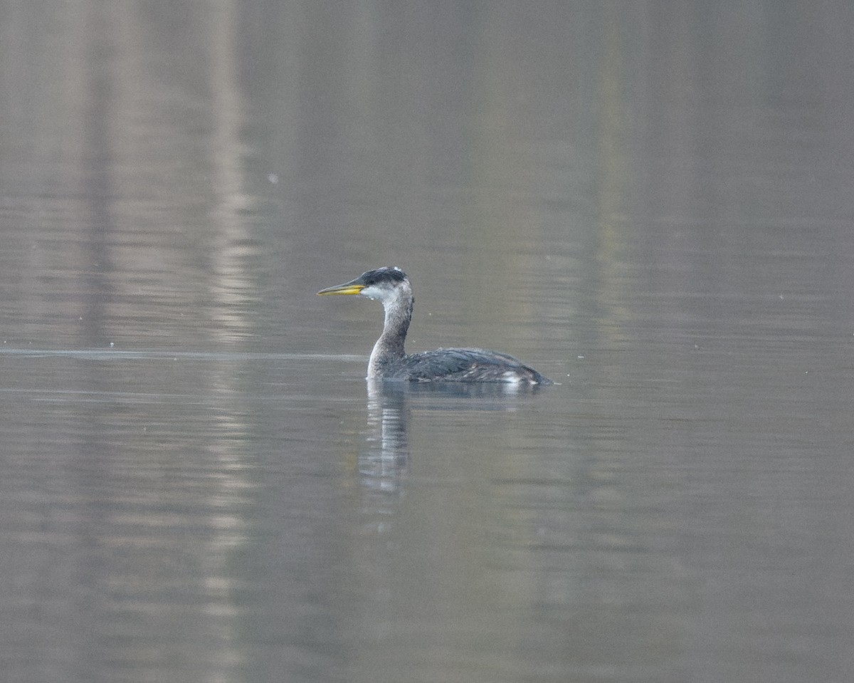 Murgil lepagorria - ML646716660