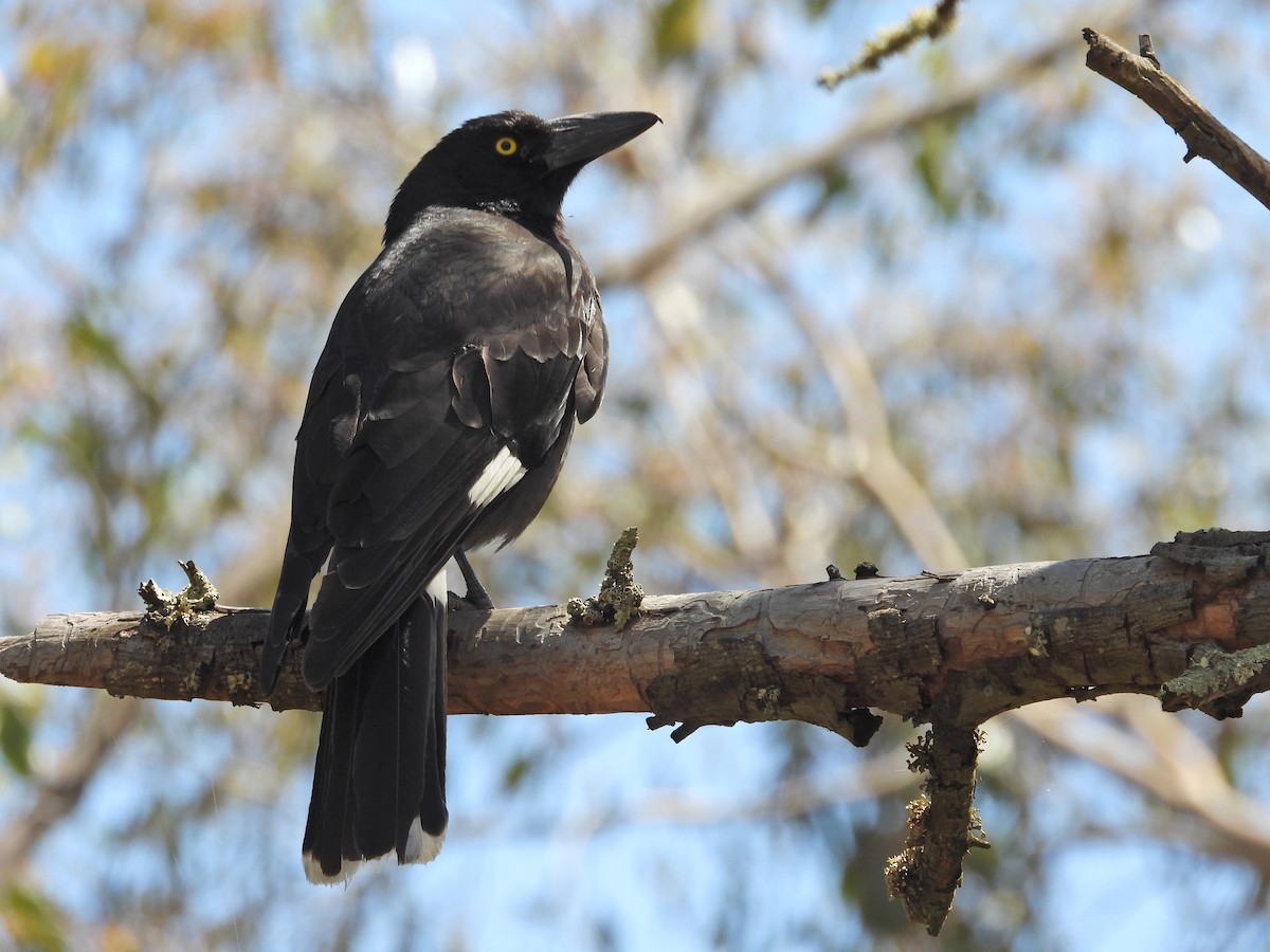 Verdugo Pío - ML646716665