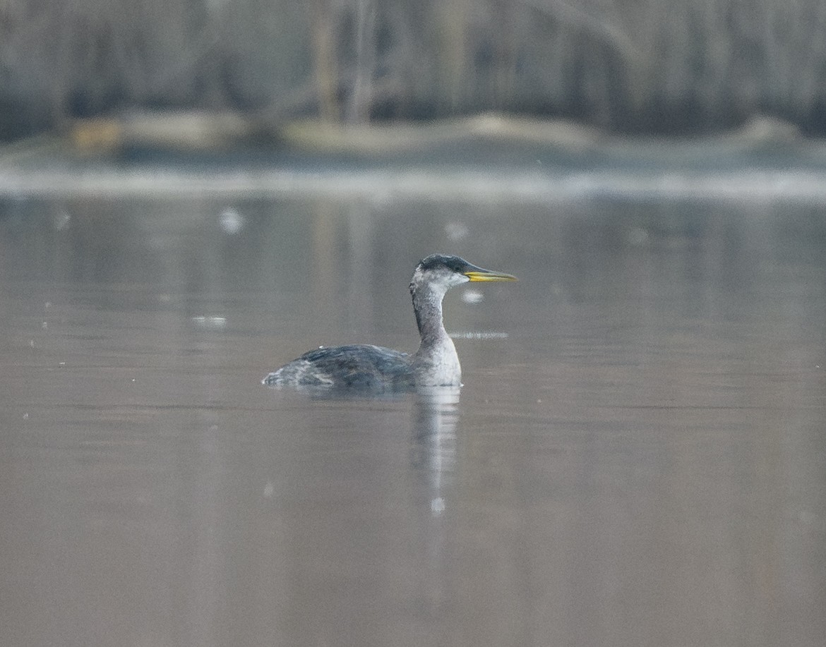 Murgil lepagorria - ML646716666