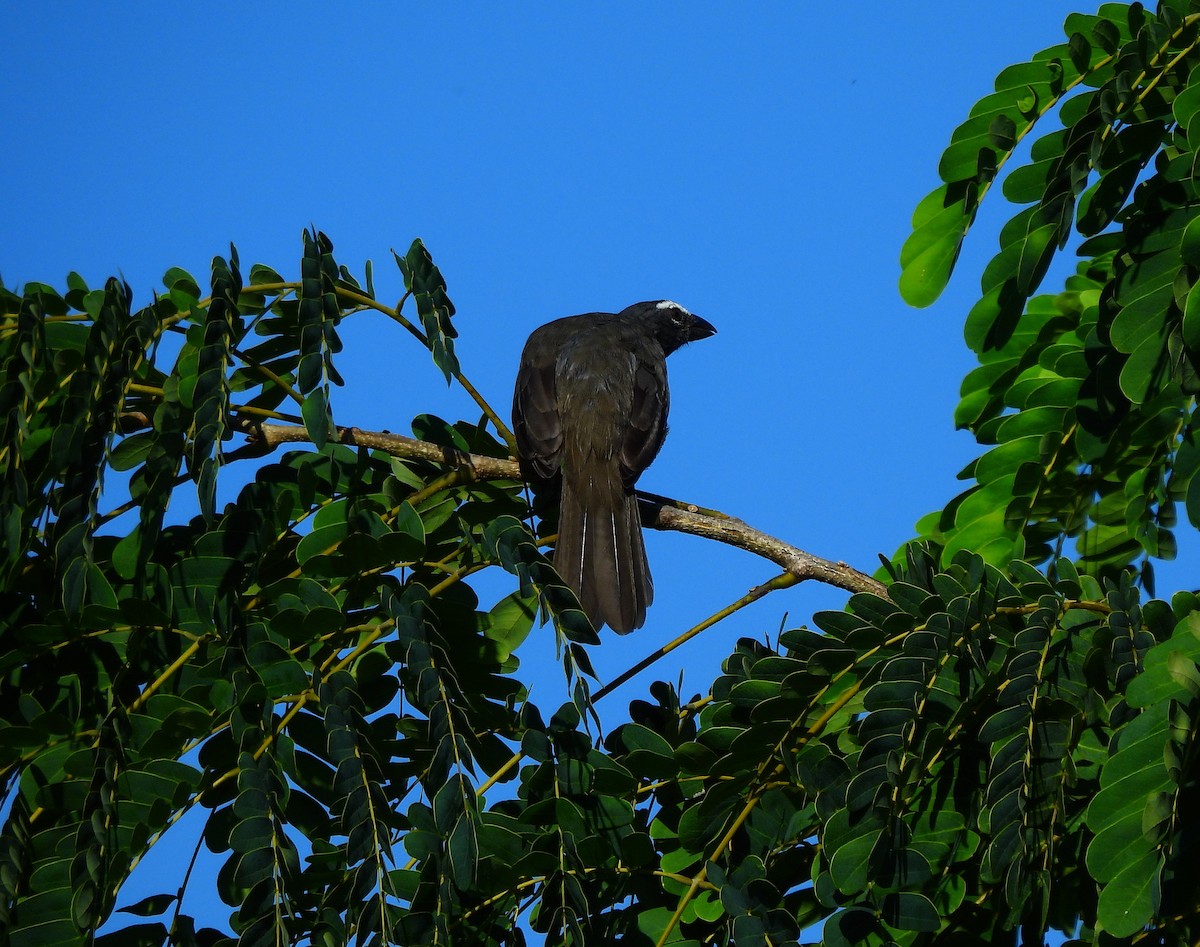 Cinnamon-bellied Saltator - ML646716670
