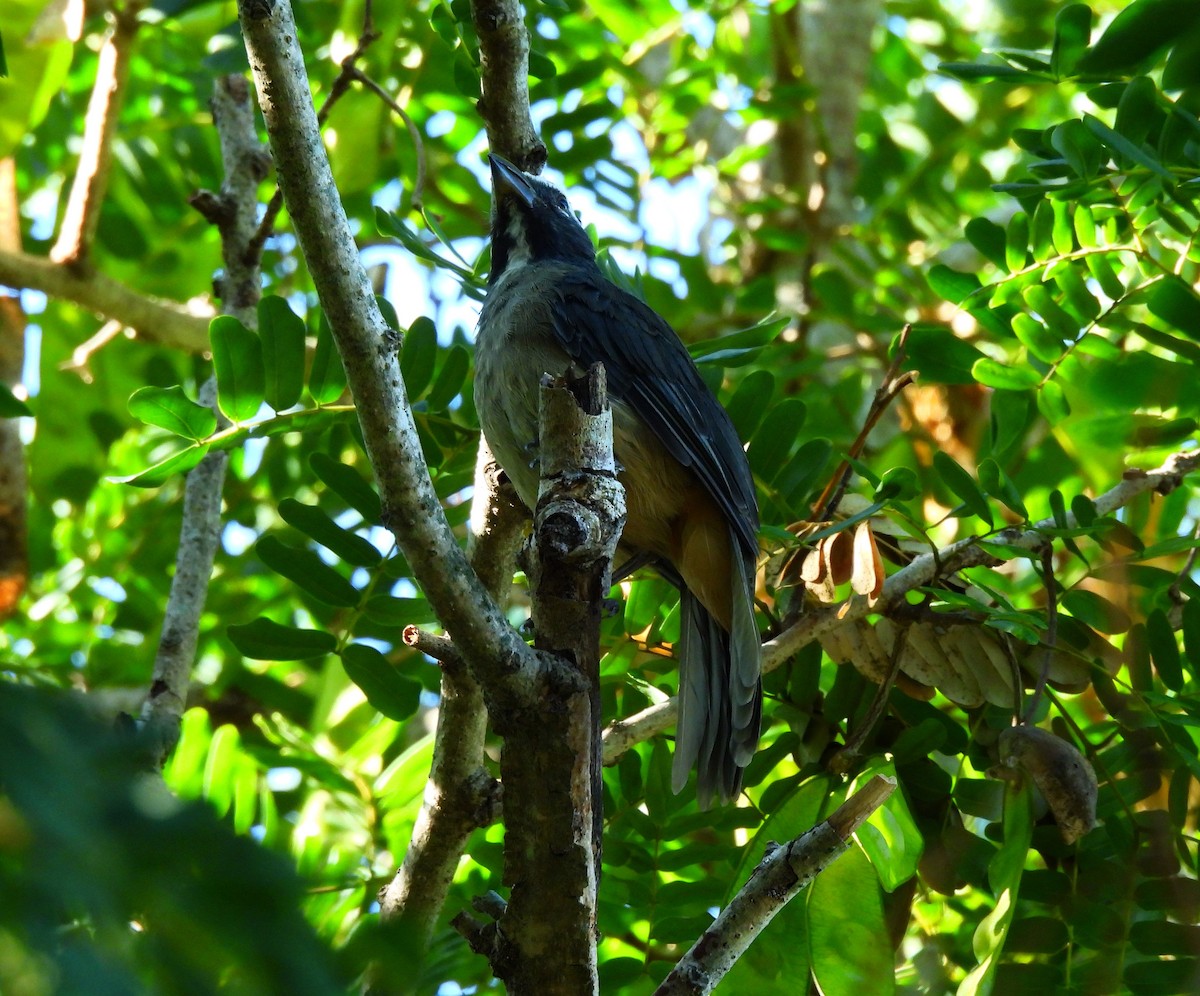 Cinnamon-bellied Saltator - ML646716671