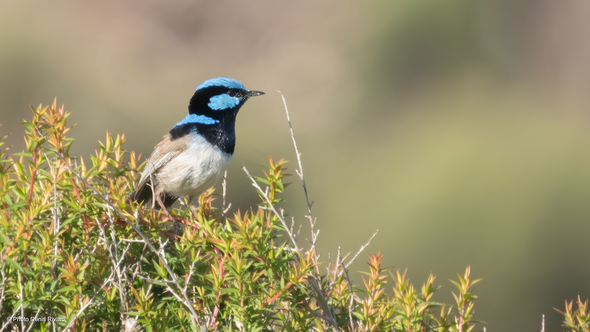 Superb Fairywren - ML646716672