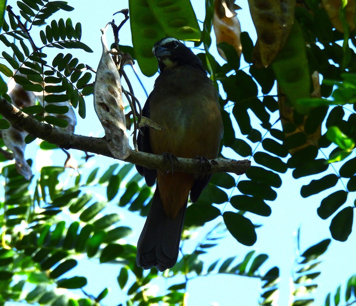 Cinnamon-bellied Saltator - ML646716673