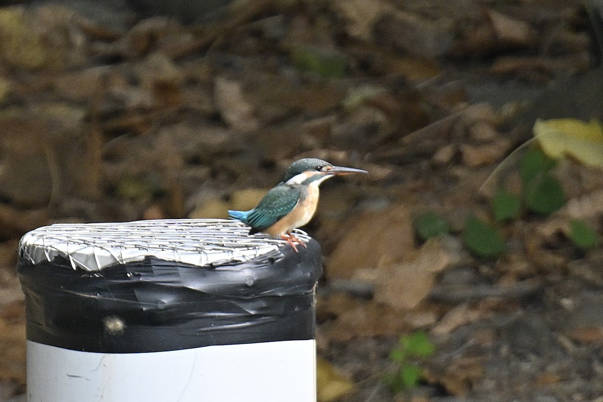 ledňáček říční - ML646716674