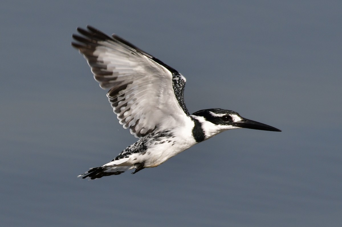 Pied Kingfisher - ML646716675