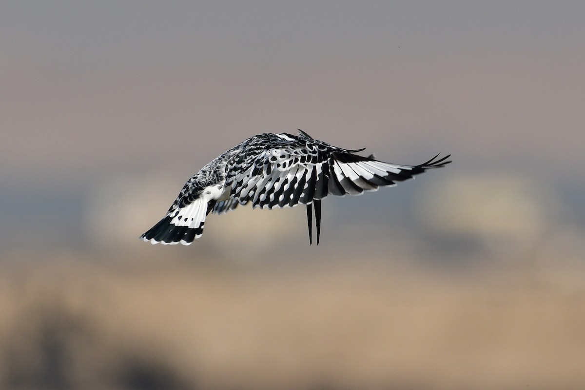 Pied Kingfisher - ML646716676