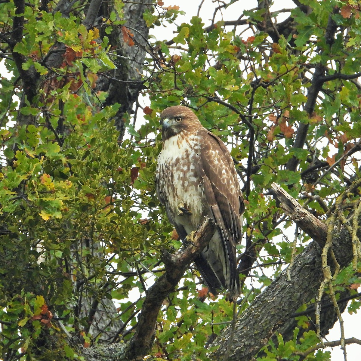 Red-tailed Hawk - ML646716677