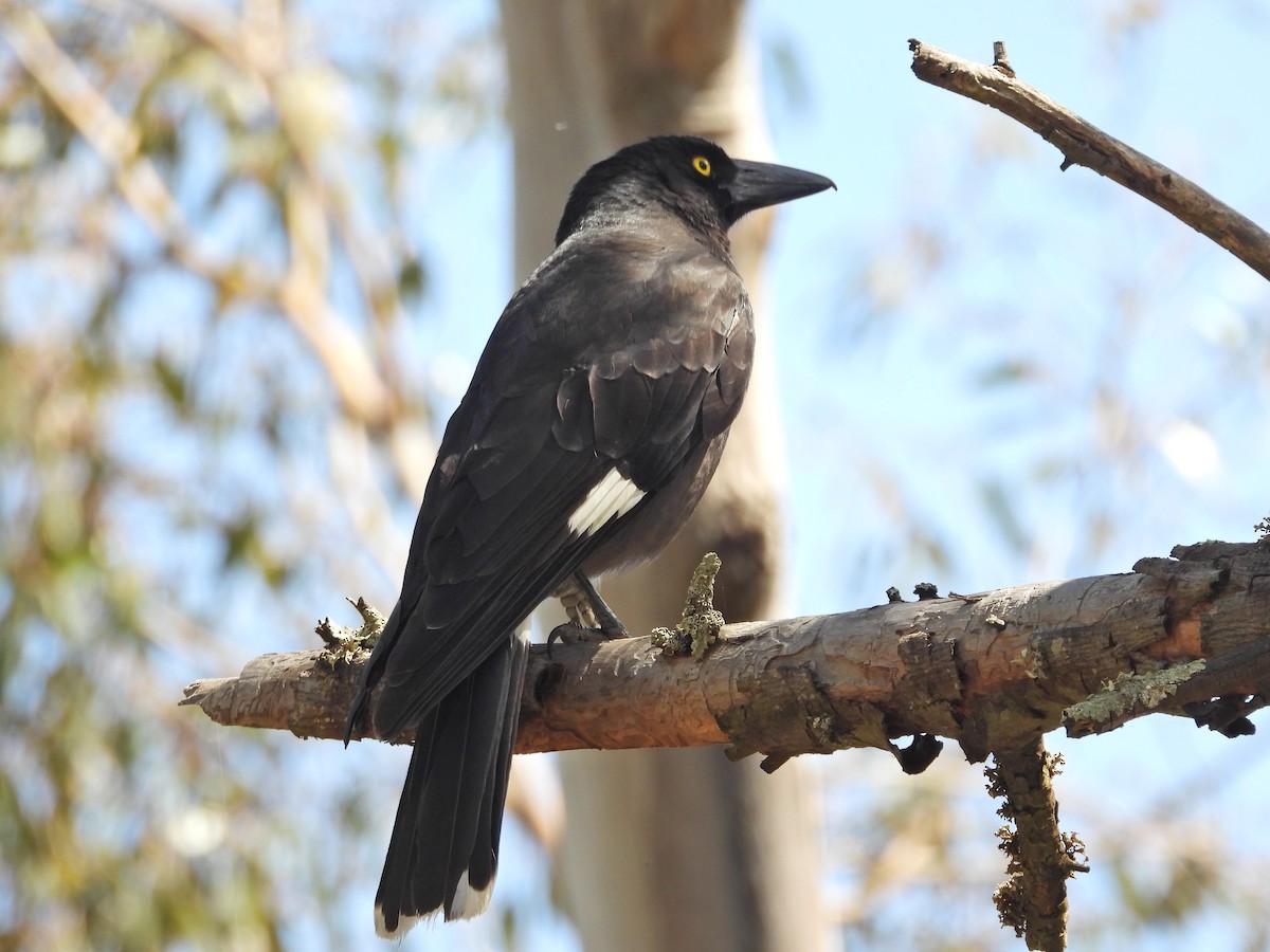 Verdugo Pío - ML646716678