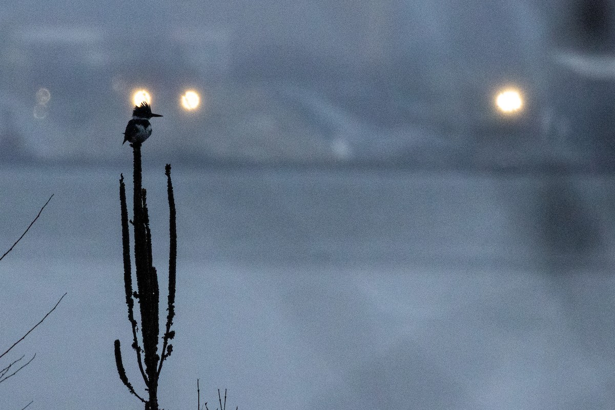 Опоясанный зимородок - ML646716680