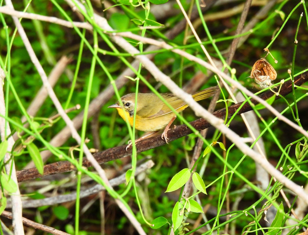 Common Yellowthroat - ML646716681
