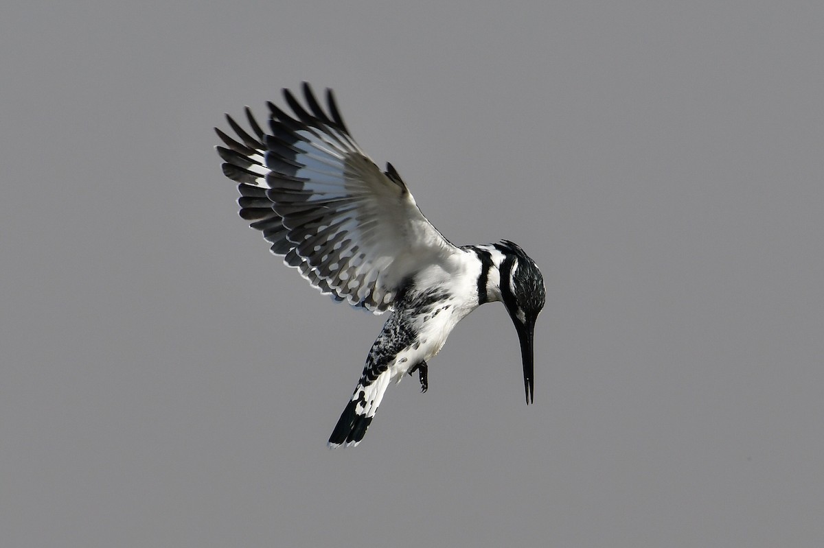 Pied Kingfisher - ML646716682