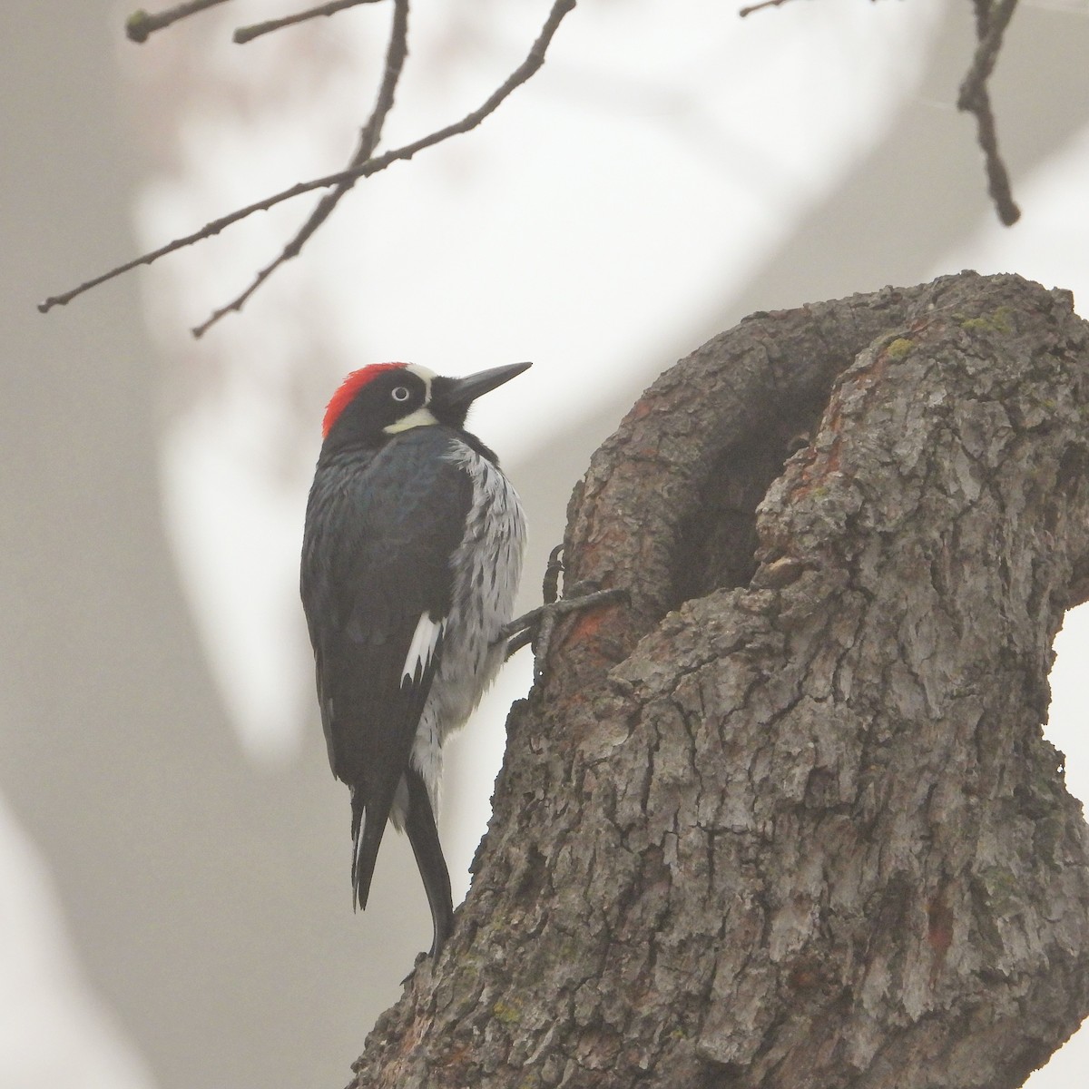 Acorn Woodpecker - ML646716683