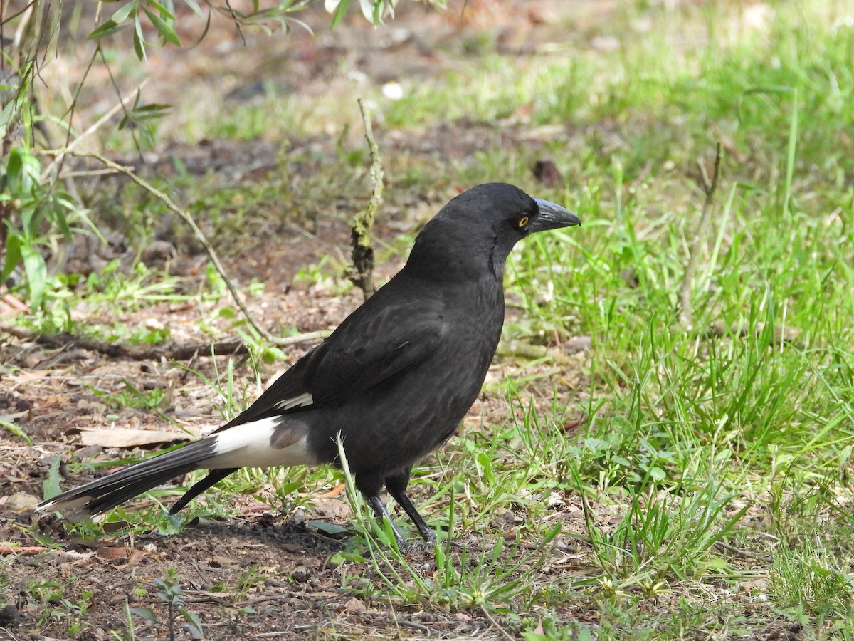 Verdugo Pío - ML646716686
