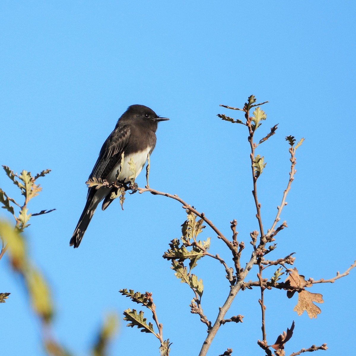 Black Phoebe - ML646716687