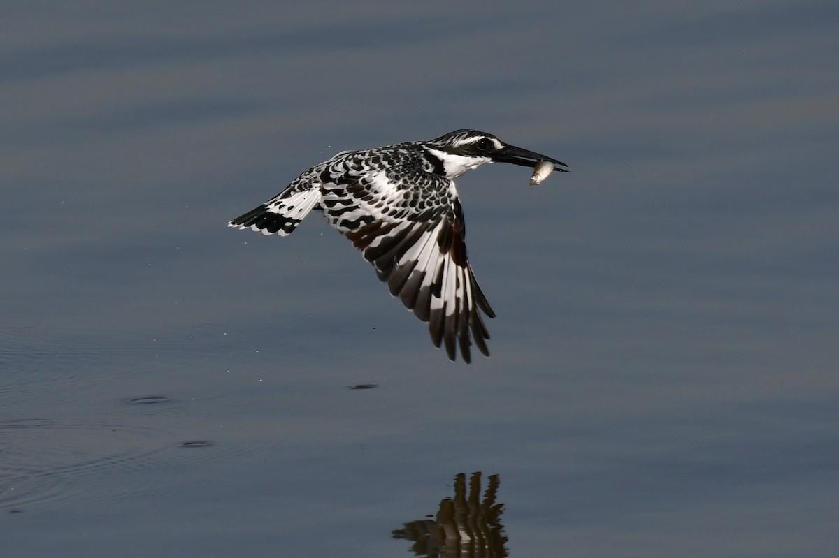 Pied Kingfisher - ML646716688