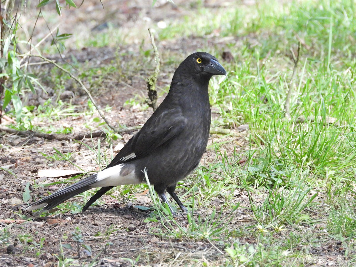 Verdugo Pío - ML646716691