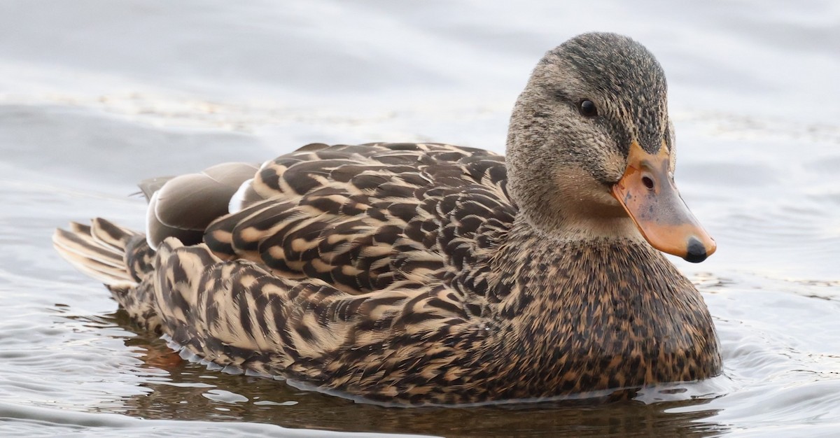 Basahatea - ML646716696