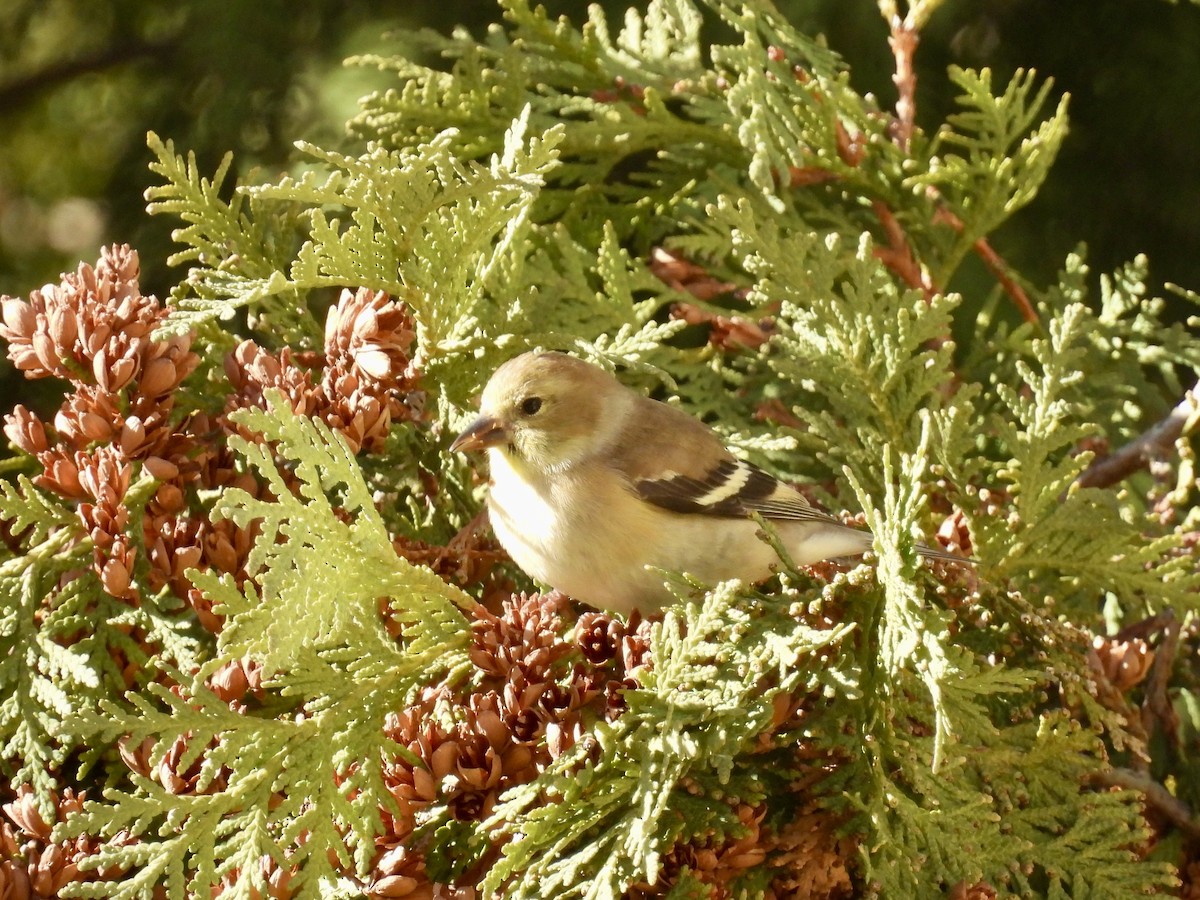 オウゴンヒワ - ML646716699