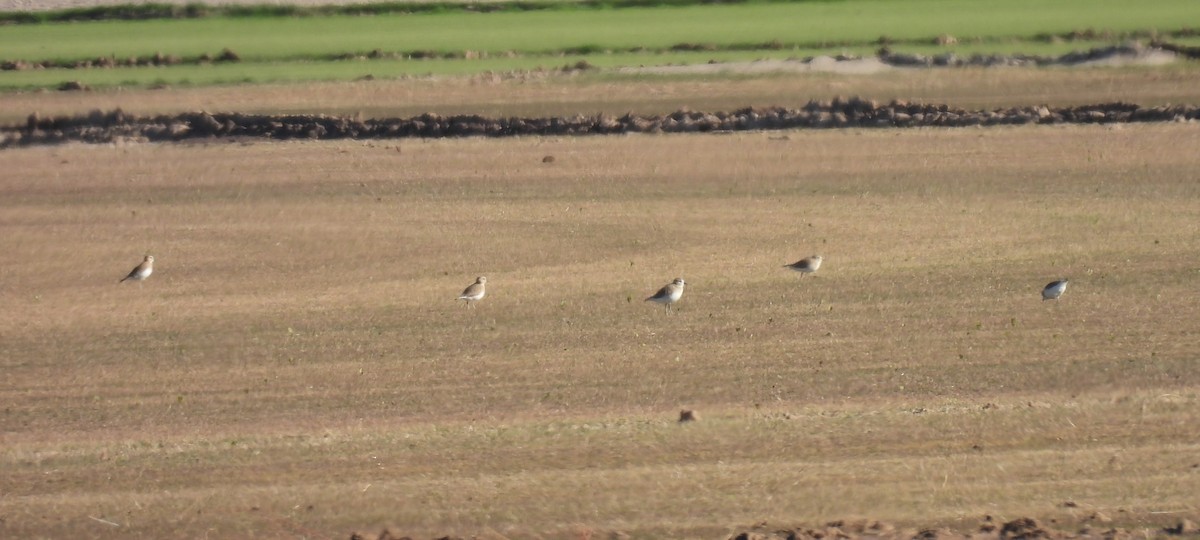 Pluvier montagnard - ML646716700