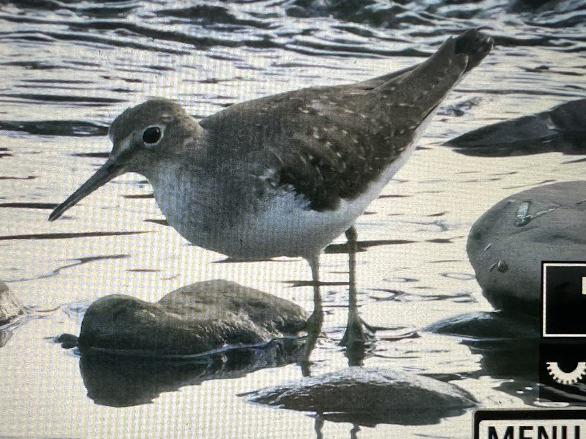 Solitary Sandpiper - ML646716701