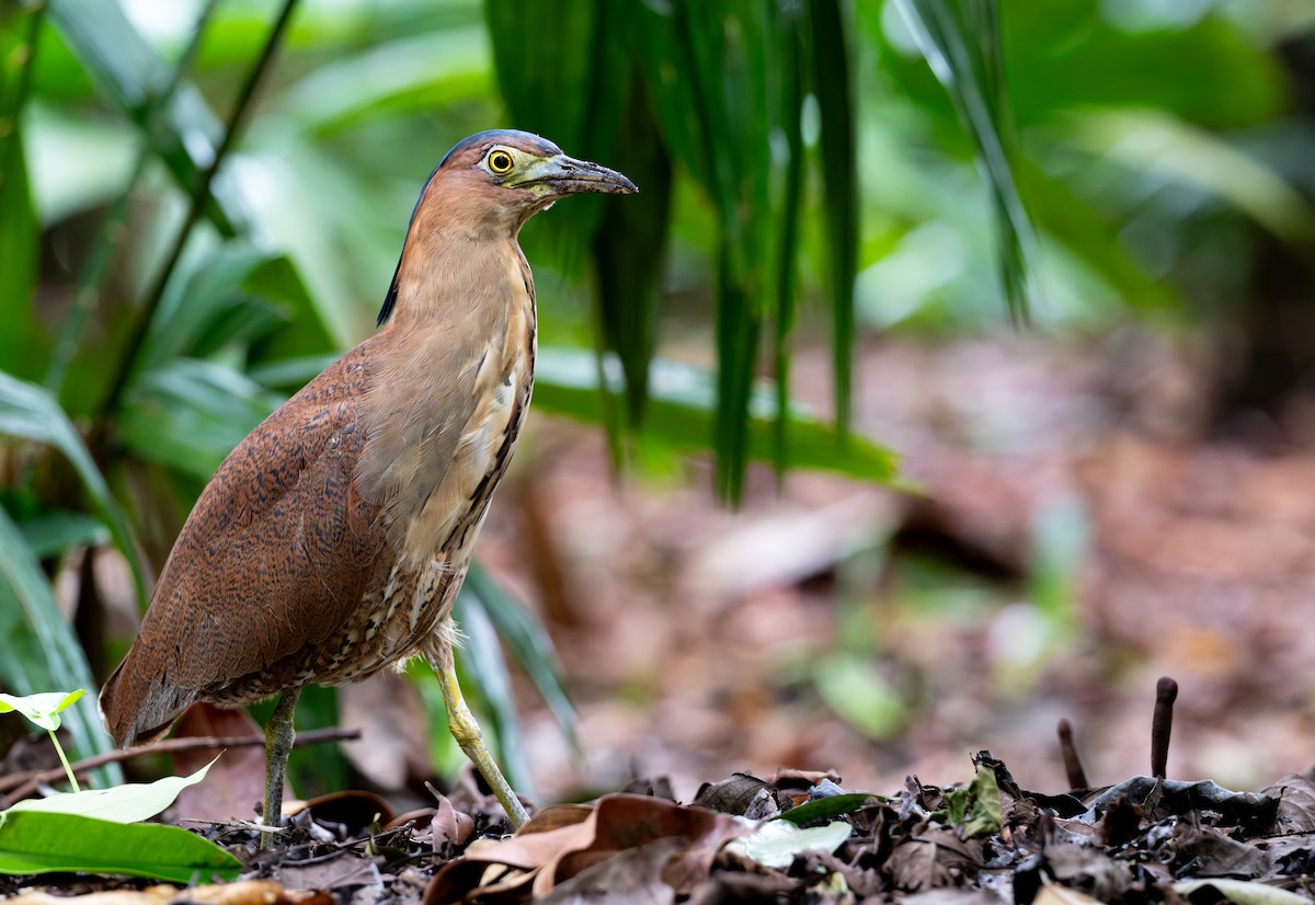 Чернохохлая кваква - ML646716702