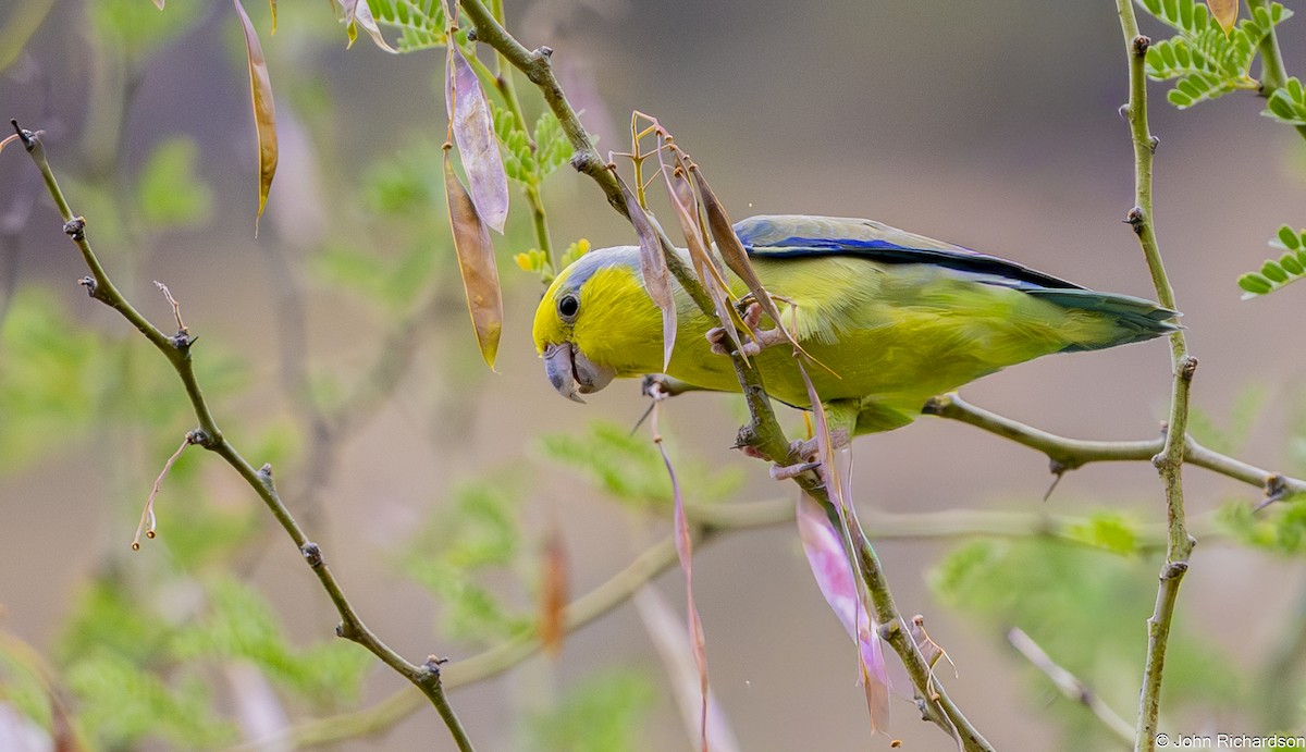 Toui à tête jaune - ML646716703