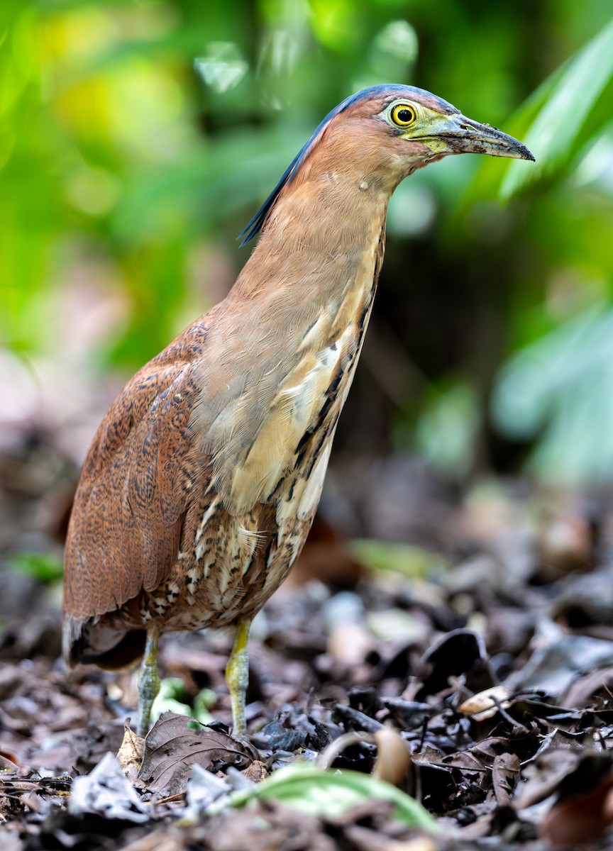 Чернохохлая кваква - ML646716704