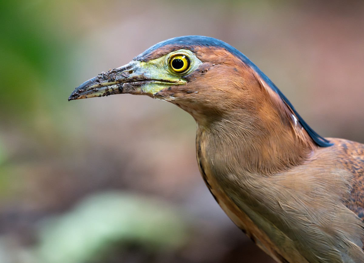 Чернохохлая кваква - ML646716705