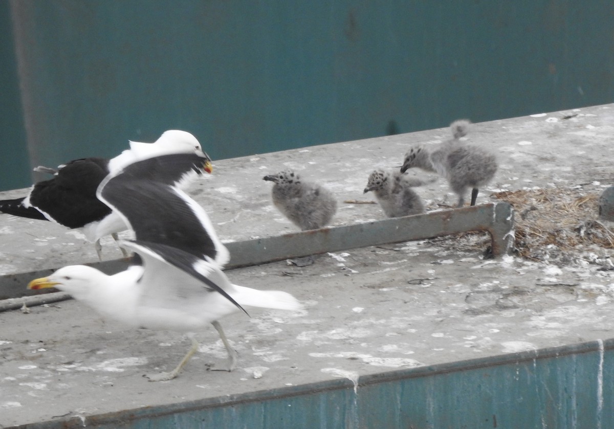 taremåke - ML646716707