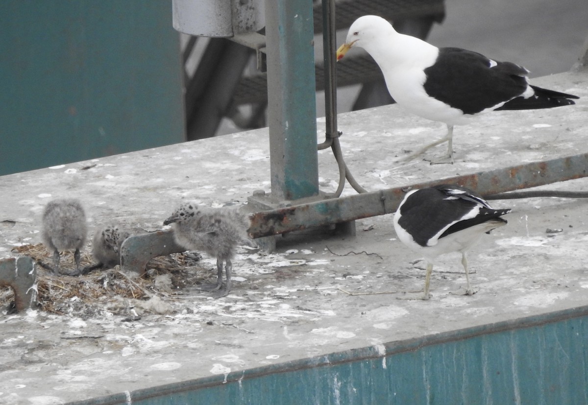 taremåke - ML646716709