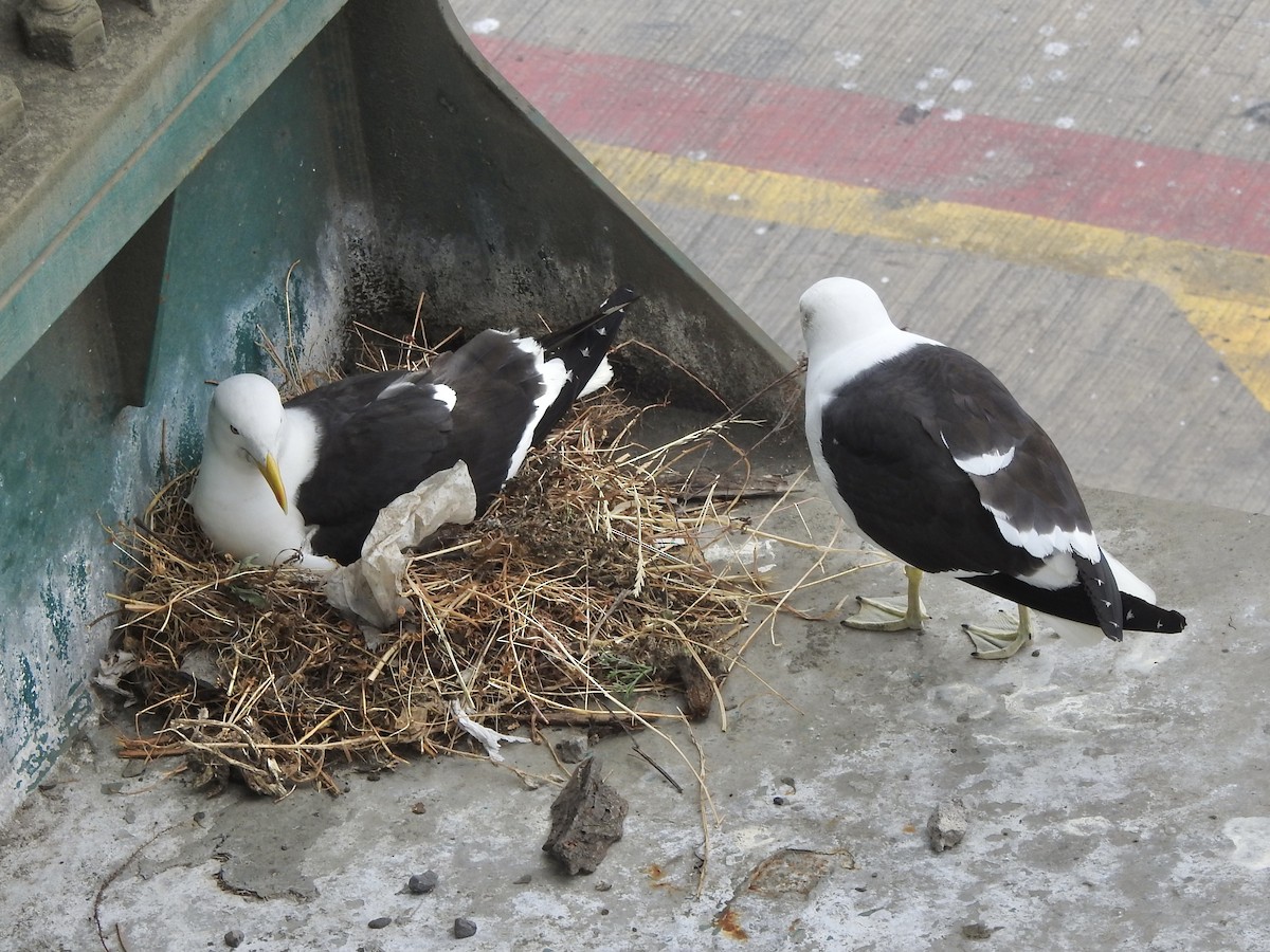 taremåke - ML646716710