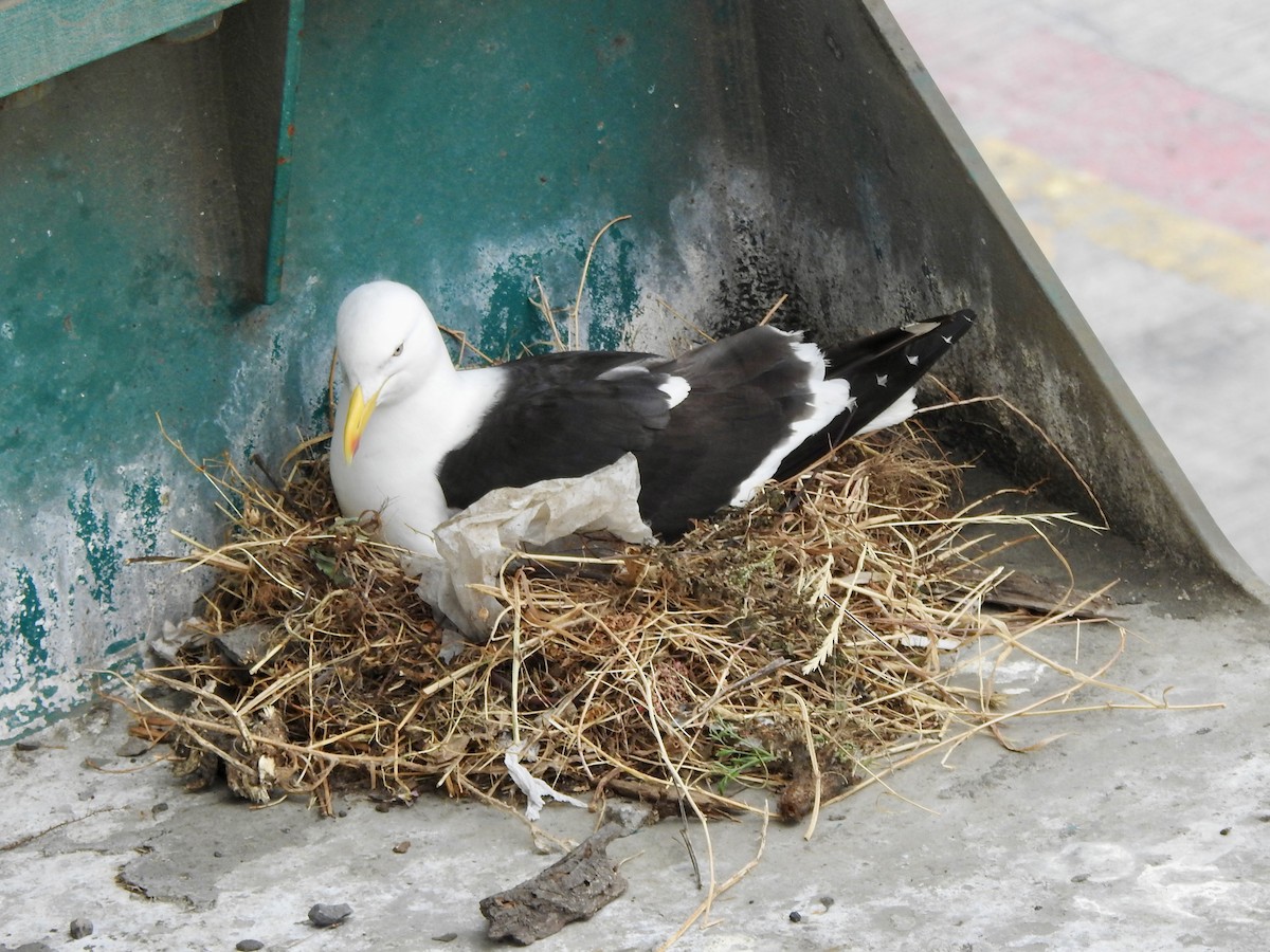 taremåke - ML646716711