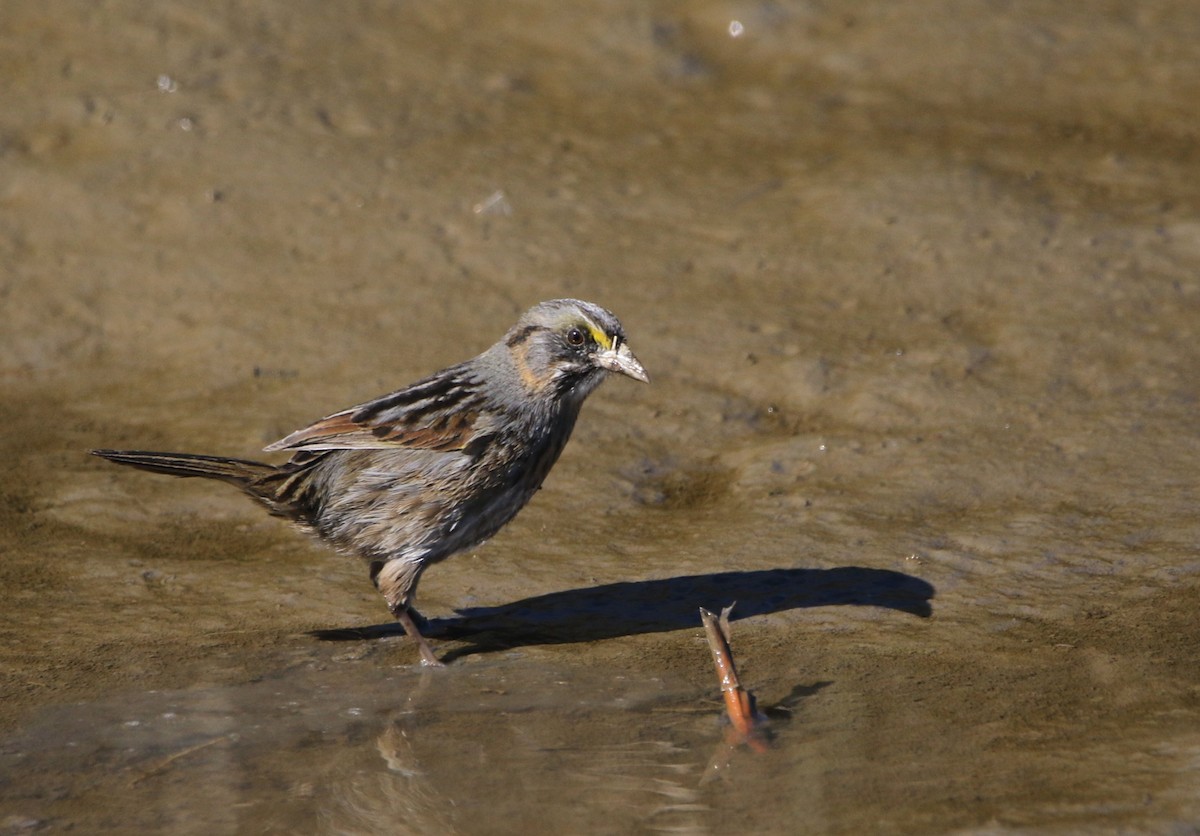 Багновець приморський - ML646716712