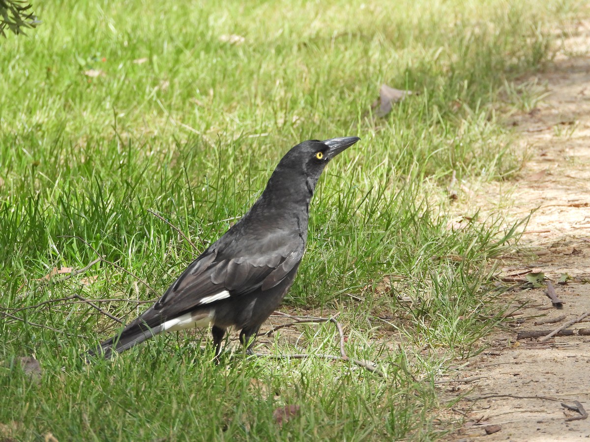Verdugo Pío - ML646716713