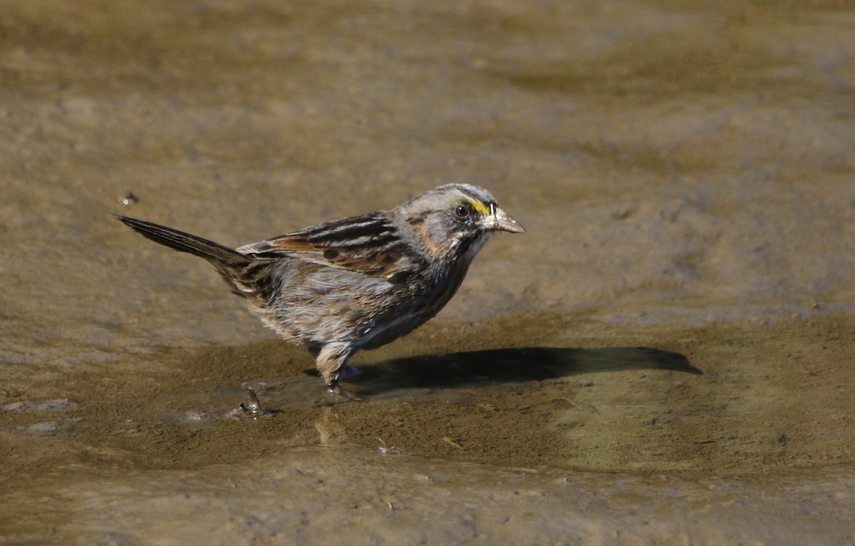 Багновець приморський - ML646716716