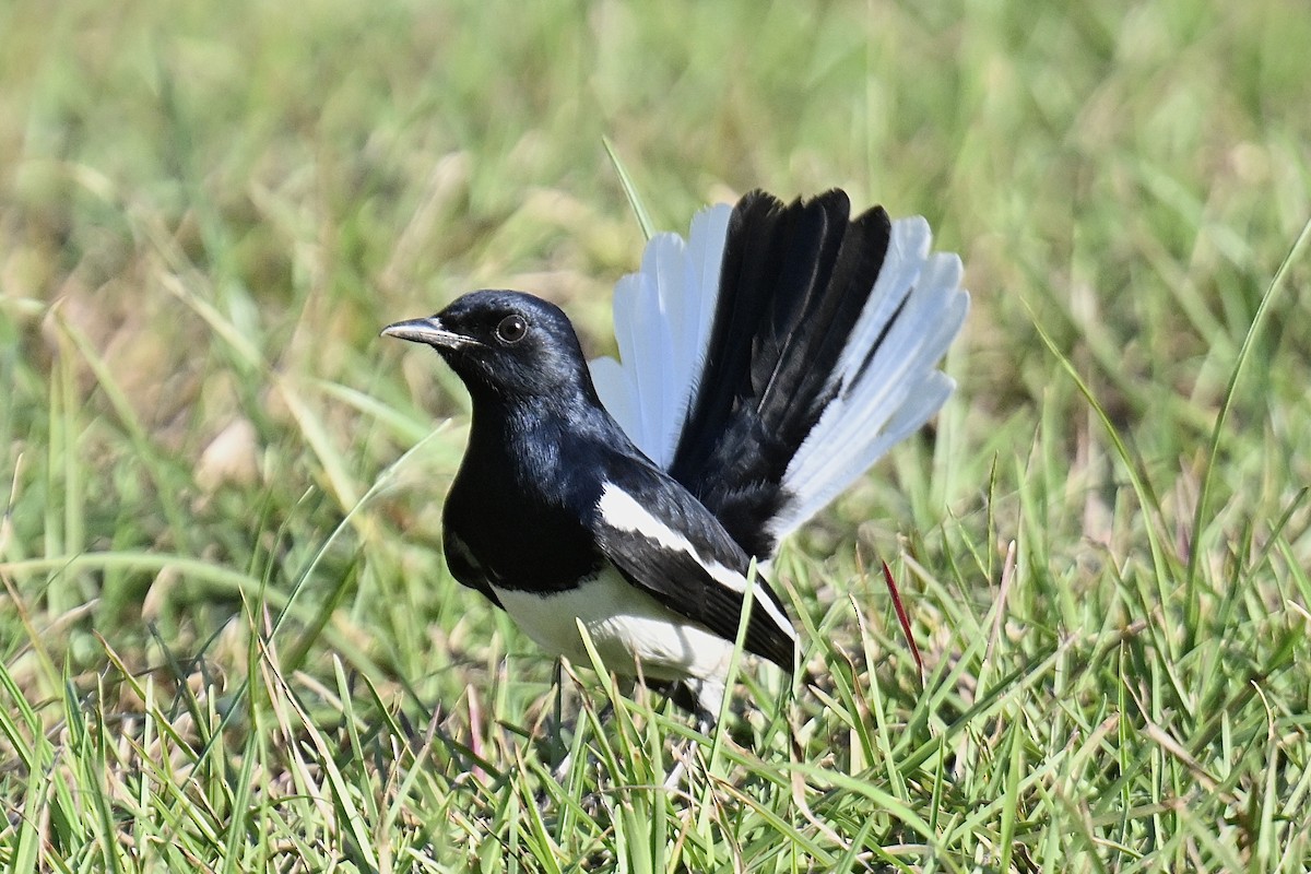 Oriental Magpie-Robin - ML646716717