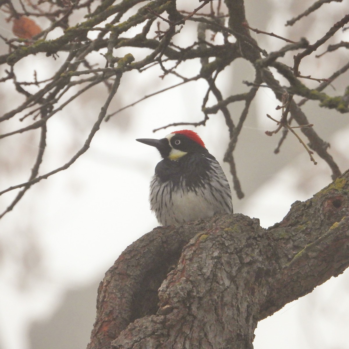 Acorn Woodpecker - ML646716718