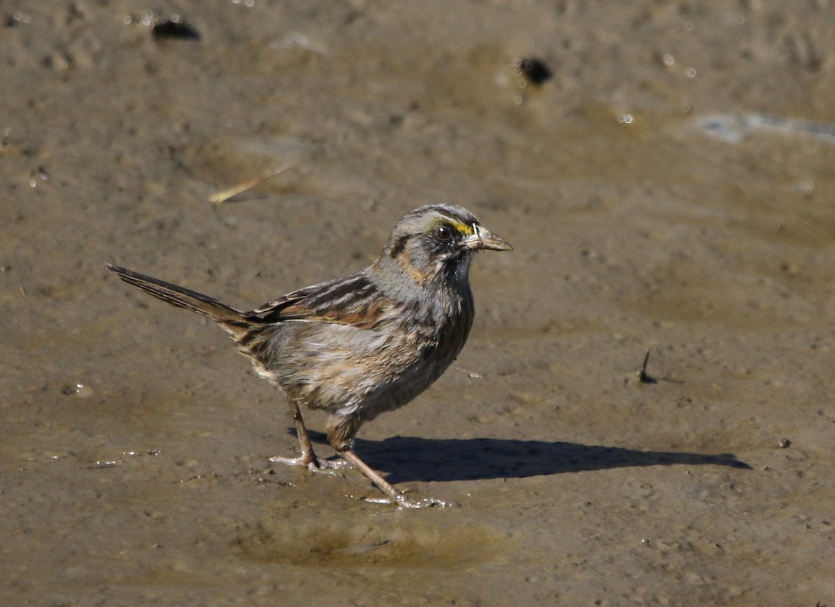 Багновець приморський - ML646716719