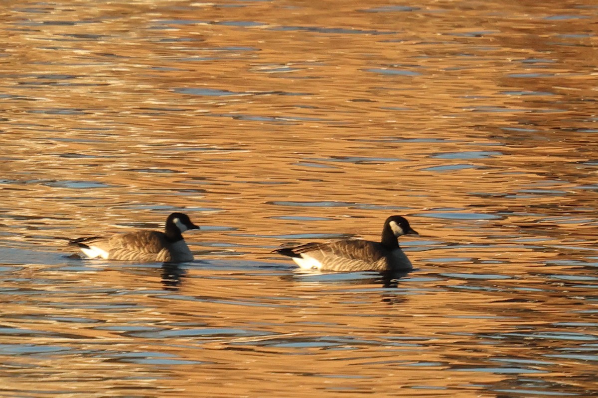 Харлаг галуу - ML646716720