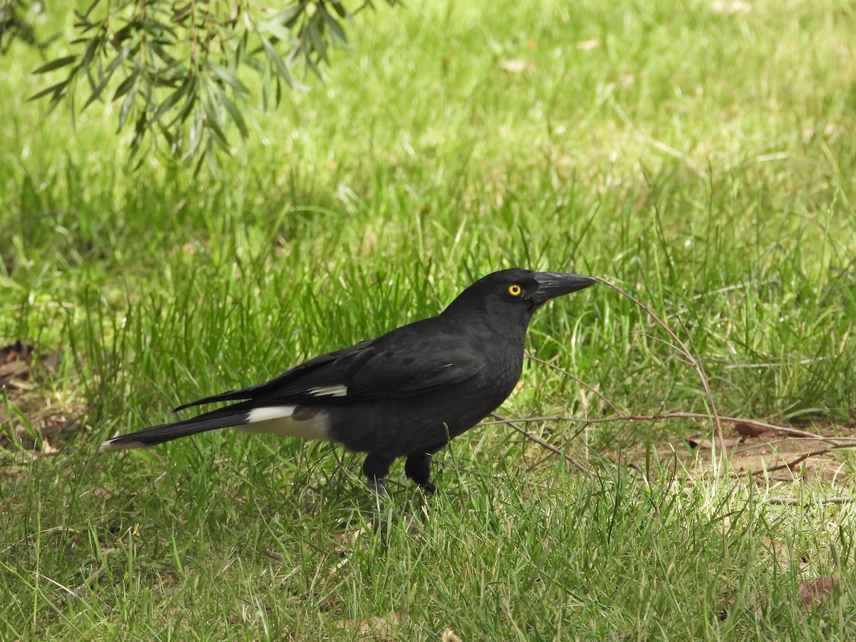Verdugo Pío - ML646716722