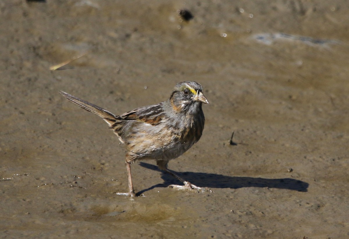 Багновець приморський - ML646716724
